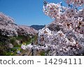 Sakura Bloom 14294111