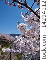 Sakura Bloom 14294112