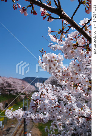 Sakura Bloom Sakura Bloom 14294112