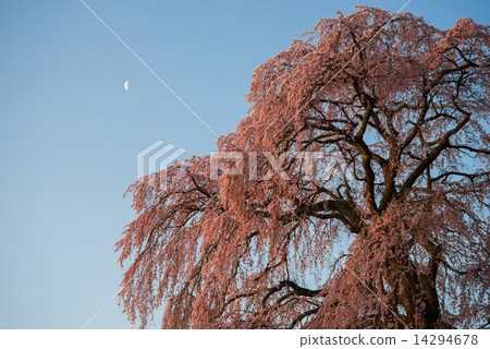 Weeping cherry blossoms in the battle field in the morning Weeping cherry blossoms in the battle field in the morning 14294678