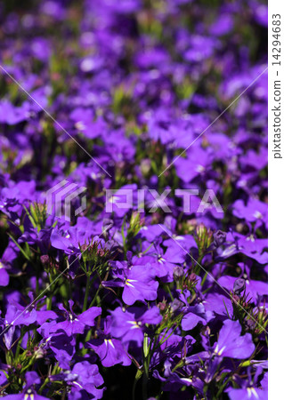 Lobelia紫色花 14294683