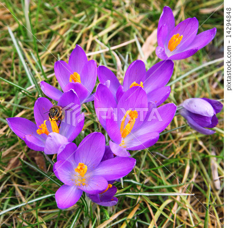 Bee collects nectar on a violet crocus 14294848