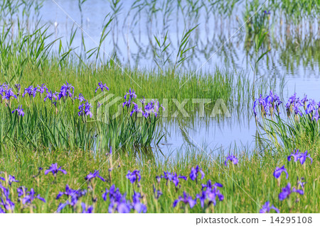 Iris 14295108