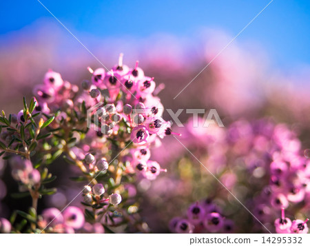 埃里卡 埃里卡 14295332