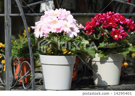 Cineraria flowers 14295401