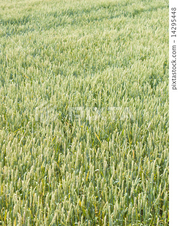 Wheat field 14295448