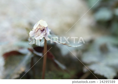 Snow throat flowers 14295589