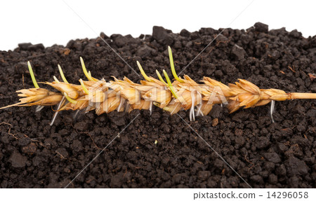 Ear of wheat sprouting. Macro 14296058
