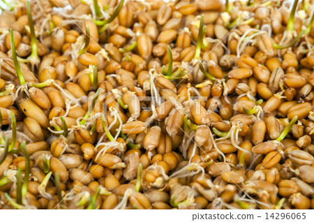 Wheat germs. Macro 14296065