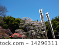 Yukimura Sakura Fukushima 14296311