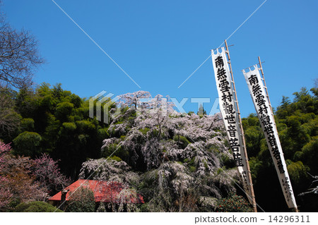 Yukimura Sakura Fukushima Yukimura Sakura Fukushima 14296311