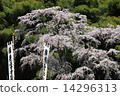 Yukimura Sakura Fukushima 14296313
