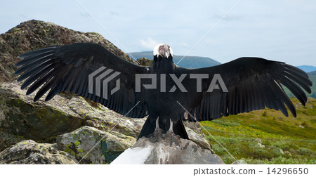 Andean condor  in wildness area 14296650