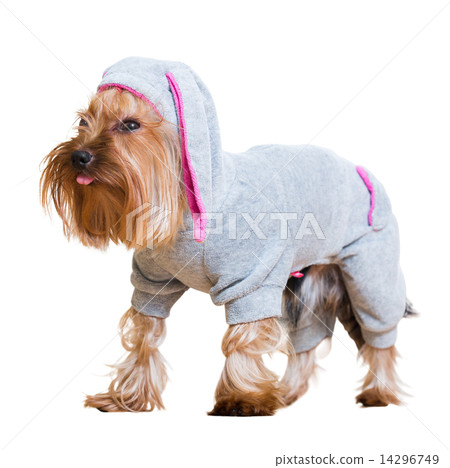 Portrait of Yorkshire Terrier Portrait of Yorkshire Terrier 14296749