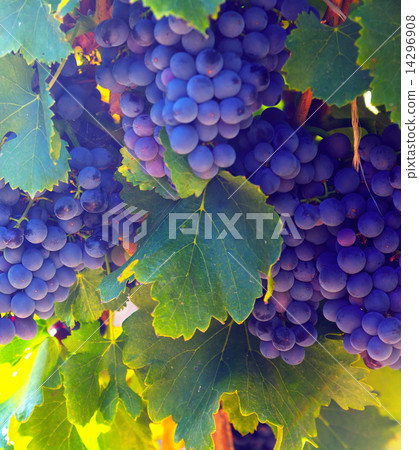 Close-up of vineyards plantation Close-up of vineyards plantation 14296908