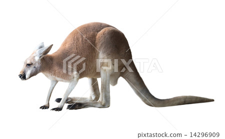 kangaroo. Isolated over white background 14296909