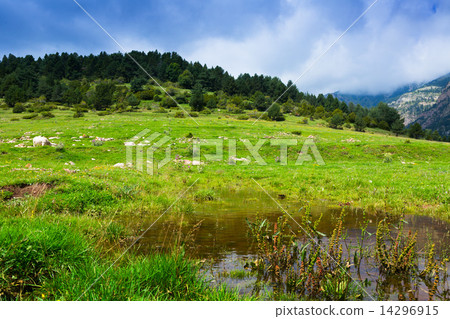 Summer view of highland meadow with small lake Summer view of highland meadow with small lake 14296915