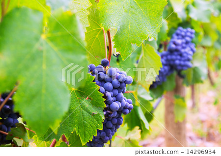 vineyards plant 14296934