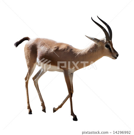 Dorcas gazelle   on white 14296992
