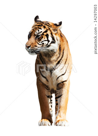 tiger 14297003