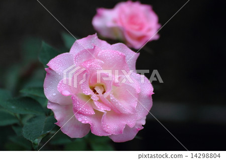 玫瑰和水滴品種(Matilda) 玫瑰和水滴品種(Matilda) 14298804