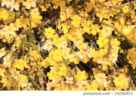 歐比諾花 14298853