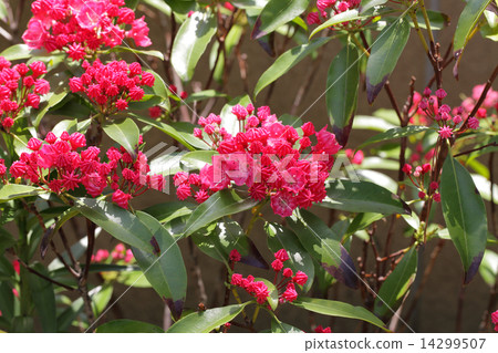 Kalmia紅色花 14299507