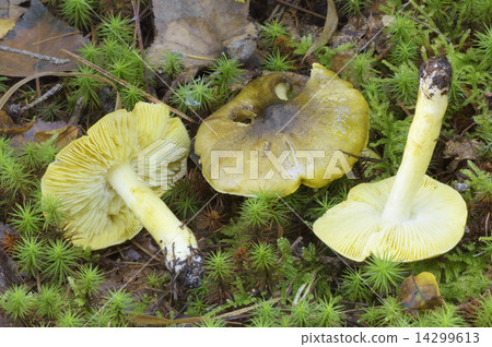 Aishimeji Aishimeji 14299613