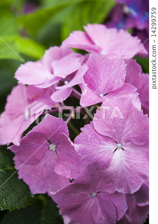 hydrangea hydrangea 14299759