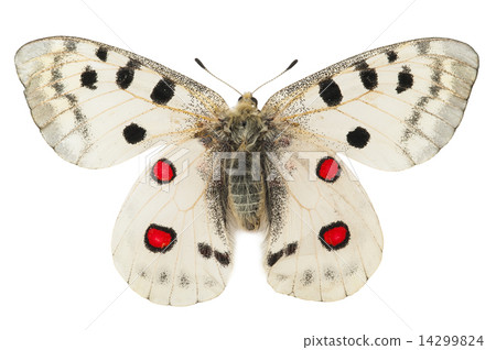 Apollo butterfly (Parnassius apollo) 14299824