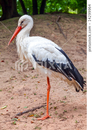 Standing on one leg stork bird in nature 14299964