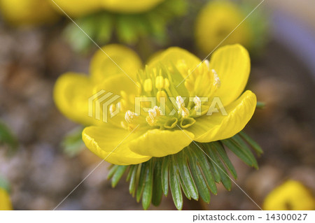 Yellow flower saffron Yellow flower saffron 14300027