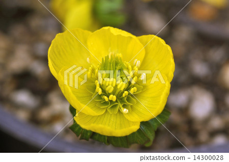 Yellow flower saffron 14300028