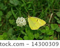 Colias erate 14300309