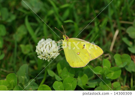 Colias erate Colias erate 14300309