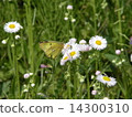 Colias erate 14300310