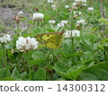 Colias erate 14300312