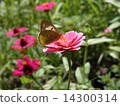 Colias erate 14300314