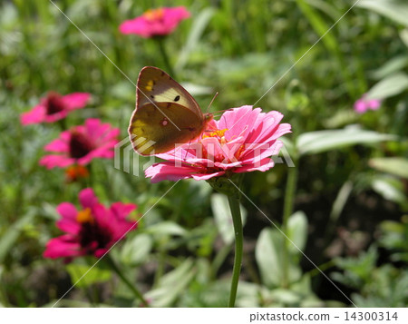 Colias erate Colias erate 14300314