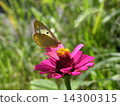 Colias erate 14300315