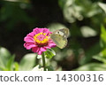 Colias erate 14300316