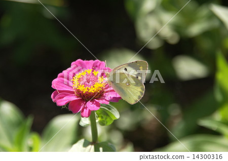 Colias erate 14300316