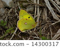 Colias erate 14300317
