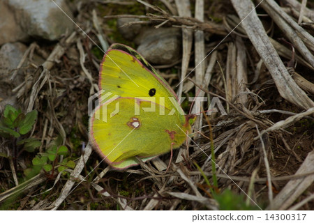 大腸桿菌 14300317