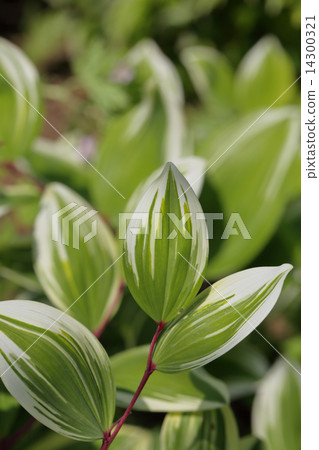 Variegated larch leaves Variegated larch leaves 14300321