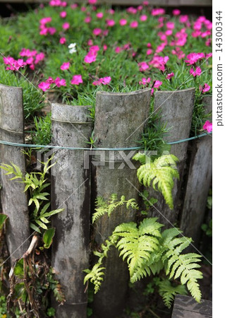 Bamboo fence Bamboo fence 14300344