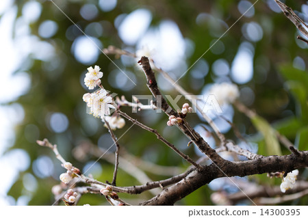 Cherry flowers that began to bloom Cherry flowers that began to bloom 14300395