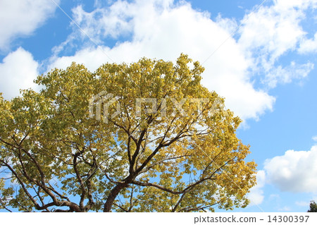 wood wood 14300397