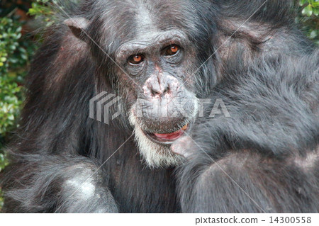 Chimpanzee 14300558