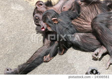 黑猩猩的父母和孩子 14300561